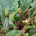 Mandragora autumnalis Vili