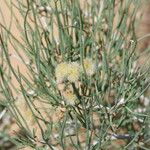 Calligonum polygonoides Leaf