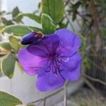 Pleroma urvilleanum Квітка