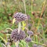 Clinopodium vulgare ᱡᱚ