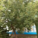 Acacia dealbata Natur