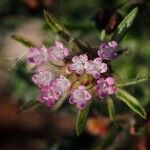 Lomelosia stellata പുഷ്പം
