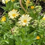 Calendula officinalisFlower