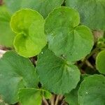 Viola sempervirens Hoja