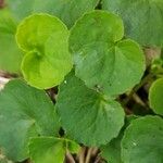 Viola sempervirens Leaf