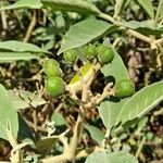 Solanum mauritianumПлід