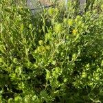 Grindelia integrifolia Habit