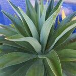 Agave demeesteriana Blatt