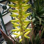 Aloe veraBlüte