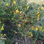 Cytisus hirsutus Virág