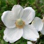 Anemone sylvestris Floare