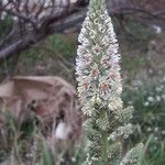 Reseda alba Flor