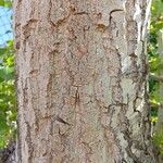 Populus nigra Bark