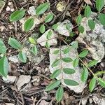 Zanthoxylum caribaeum Leaf