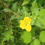 Ludwigia peruviana Flor