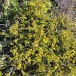 Acacia echinula Habitus