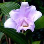 Sobralia warszewicziiBlüte