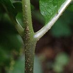 Tectaria angelicifolia Leaf