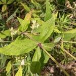 Silene stellata Leaf