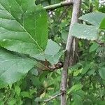 Prunus brigantina ഇല