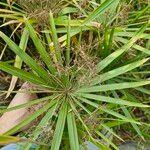 Cyperus alternifolius Fruit