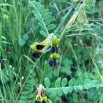 Vicia melanops Hostoa