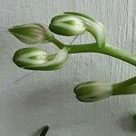 Albuca nelsonii Λουλούδι