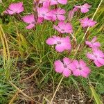 Dianthus pavonius Tervik taim