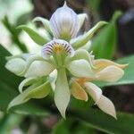 Prosthechea chacaoensis Flower