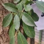 Ficus pertusa Blad