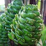 Costus afer Λουλούδι