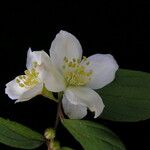 Philadelphus tomentosus Hábito