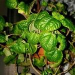 Pilea nummulariifoliaLeaf