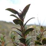 Vaccinium floribundum Blatt