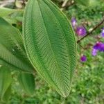 Tibouchina urvilleana Hoja