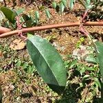 Fuchsia regia Leaf