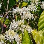 Coffea canephora Цветок