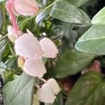 Gaultheria shallon Flor