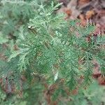 Artemisia annua পাতা