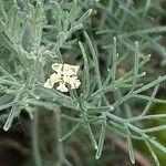 Artemisia californica Kukka