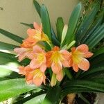 Clivia × cyrtanthiflora Flower