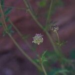 Sanguisorba verrucosa Žiedas