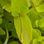 Lindernia dubia 葉