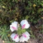 Bellardia trixago Flor