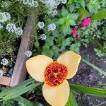 Tigridia pavonia Blomst