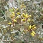 Acacia craspedocarpa Цветок