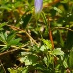 Wahlenbergia hederacea Hábito