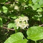 Clematis vitalba花