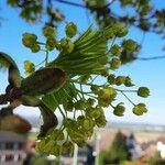 Acer platanoides ᱵᱟᱦᱟ