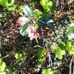 Vaccinium vitis-idaea फूल